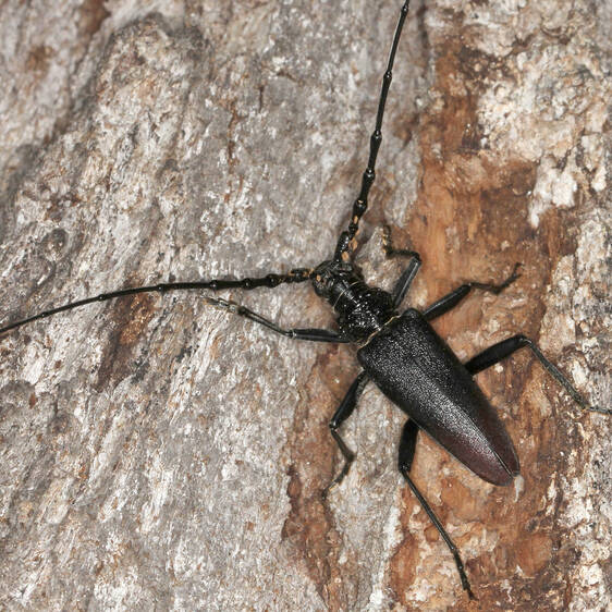 Great capricorn beetle at Tierwelt Herberstein