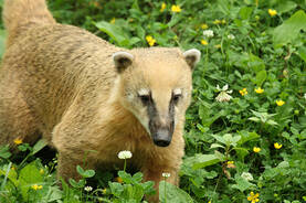 Coati at Herberstein Wildlife Park