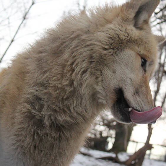 Hudson Bay Wolf in Styria