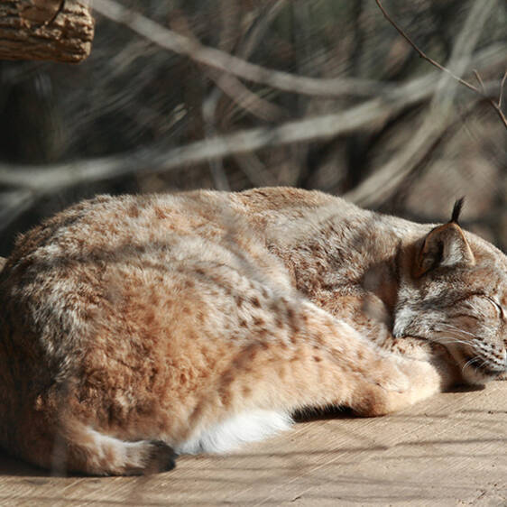 Eurasian lynx