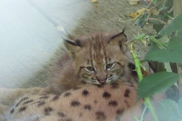 Lynx cubs at Tierwelt Herberstein.