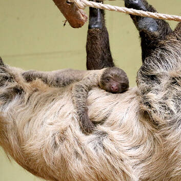 Sloth Offspring