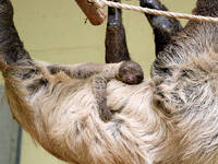 Sloth Offspring