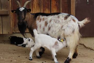 Baby Animals in Styria