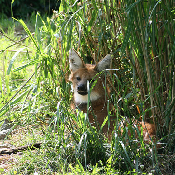 Maned Wolf in Styria
