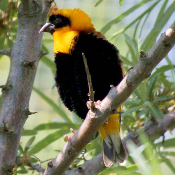 Oryx Weaver