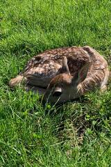 Baby Animals in Styria