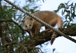 South American coati