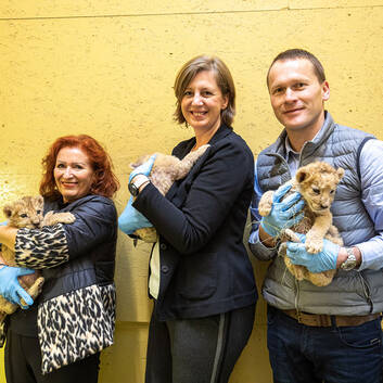 Lion cubs at Herberstein Wildlife Park