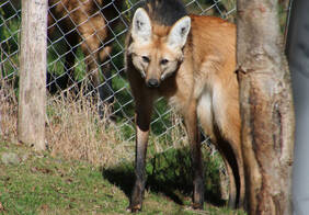 Ornella explores the enclosure at Tierwelt Herberstein Ornella explores the enclosure at Tierwelt Herberstein