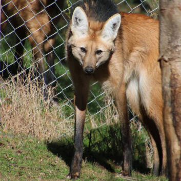 Ornella explores the enclosure at Tierwelt Herberstein