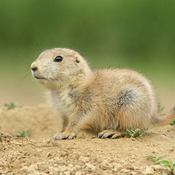 Prairie Dog in Styria
