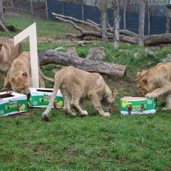 The Lion Cubs' Birthday at Herberstein Wildlife Park