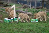 The Lion Cubs' Birthday at Herberstein Wildlife Park