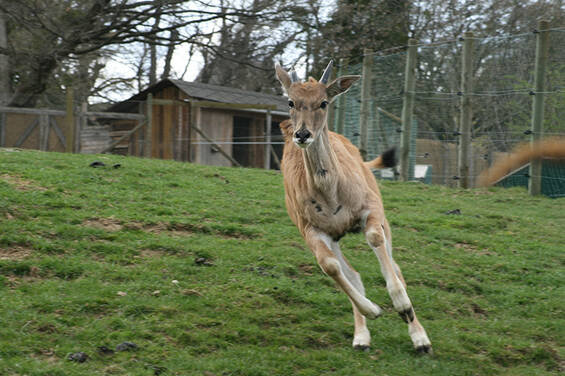 Elenantelope at Tierwelt Herberstein