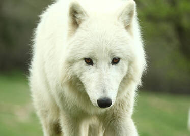Arctic Wolf at Herberstein Wildlife Park