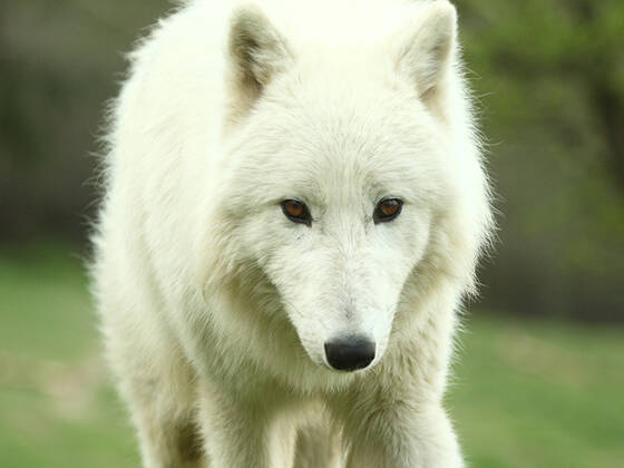 Arctic Wolf at Herberstein Wildlife Park