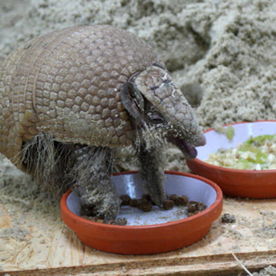 Ball-tailed armadillo in Styria