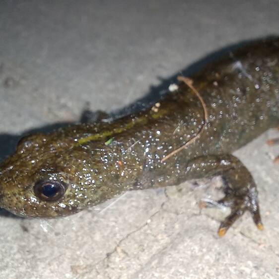 Alpine Newt at Tierwelt Herberstein