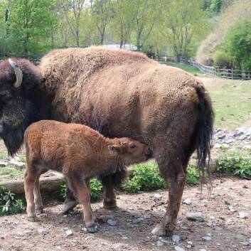 Anton the Bison at Herberstein Wildlife Park