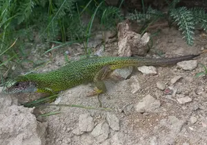 Eastern Green Lizard