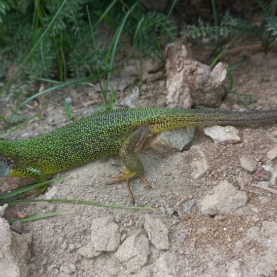 Green Lizard at Herberstein Wildlife Park