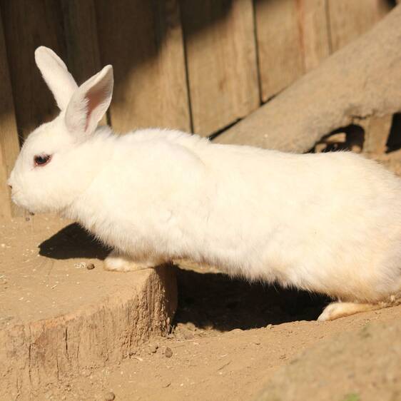 Pet rabbits at the petting zoo