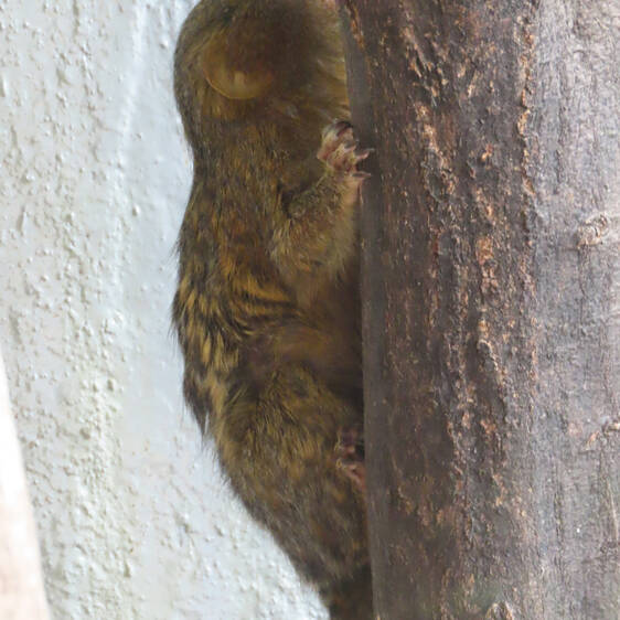 Pygmy marmosets at Tierwelt Herberstein