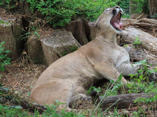 Puma at Herberstein Wildlife Park