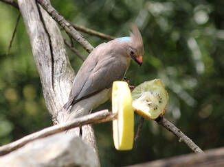 Mousebird at Herberstein Wildlife Park