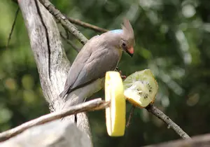 Blue-necked Mousebird