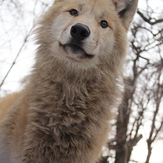 Hudson Bay Wolf in Styria