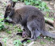 Mom Kangaroo with Baby