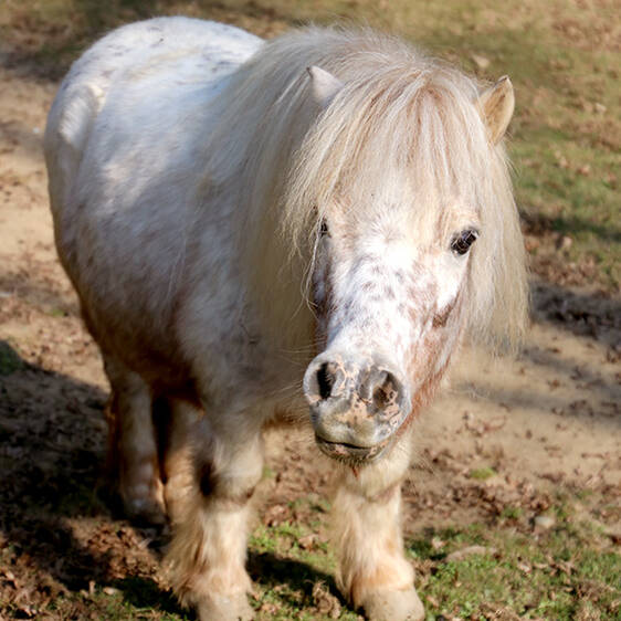 Mini Appaloosa