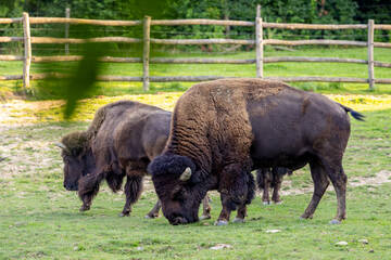 Bison at the Full Moon Festival at Herberstein Wildlife Park.