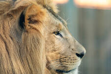 Lion at the Herberstein Zoo (c) Harry Schiffer Lion at the Herberstein Zoo (c) Harry Schiffer