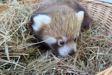 Baby Animals in Styria