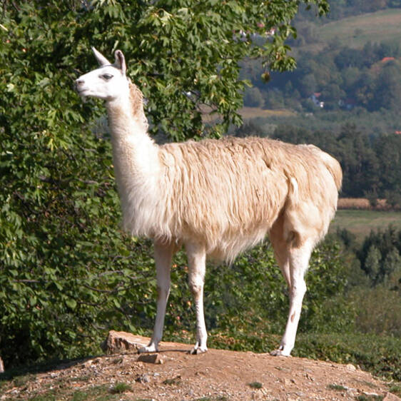 Llama at the zoo in Styria