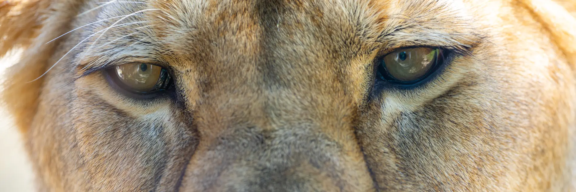 Amira the Lioness at Herberstein Wildlife Park