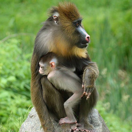 Mandrill in Styria