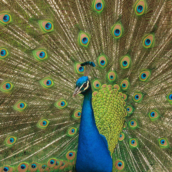Blue Peacock