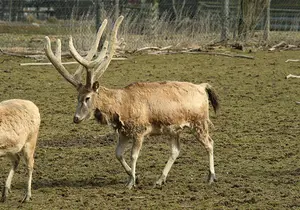 David's Deer