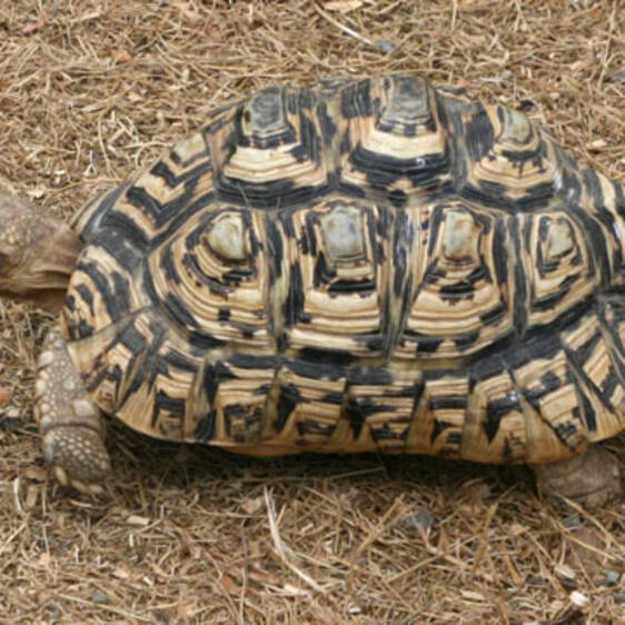 Leopard Tortoise in Styria