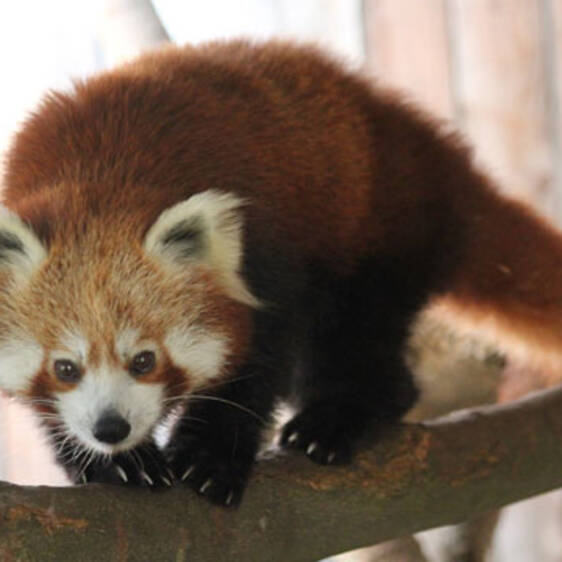 Red Panda