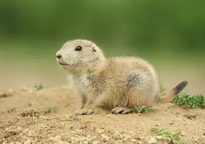 Prairie Dog in Styria
