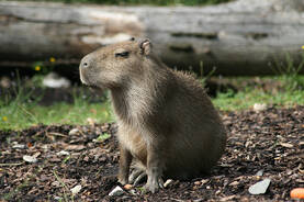Capybara at Herberstein Wildlife Park