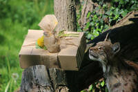 Elsa the female lynx with her birthday present at Tierwelt Herberstein