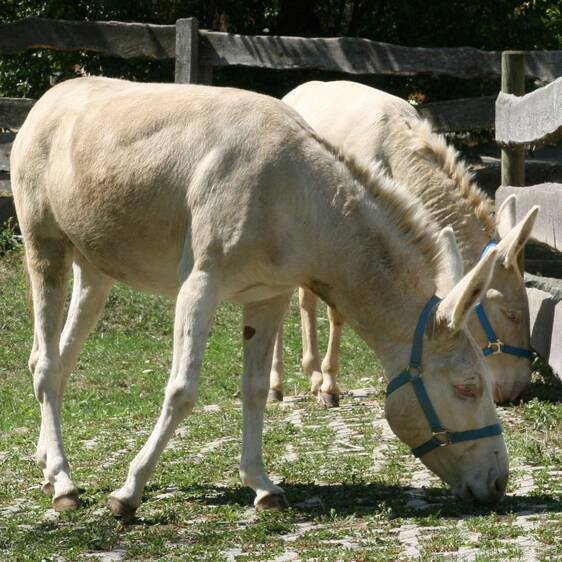 White Baroque donkey at the petting zoo