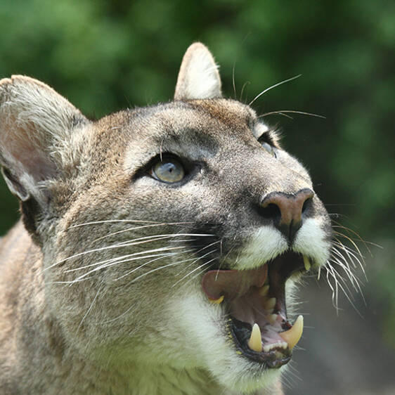 Puma at the Wildlife Park in Styria