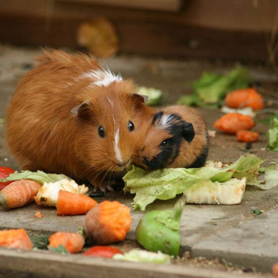 Guinea Pigs at the Petting Zoo